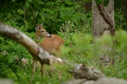 6th May 2012 - Deer Crossing