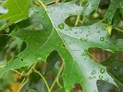 5th May 2012 - Oak Leaf with Water Drops 5.5.12