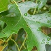 Oak Leaf with Water Drops 5.5.12 by sfeldphotos