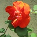 Dugonoga ruža by vesna0210