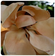 1st May 2012 - Fading Magnolia
