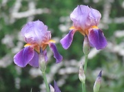 6th May 2012 - Irises