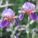 Irises by juletee
