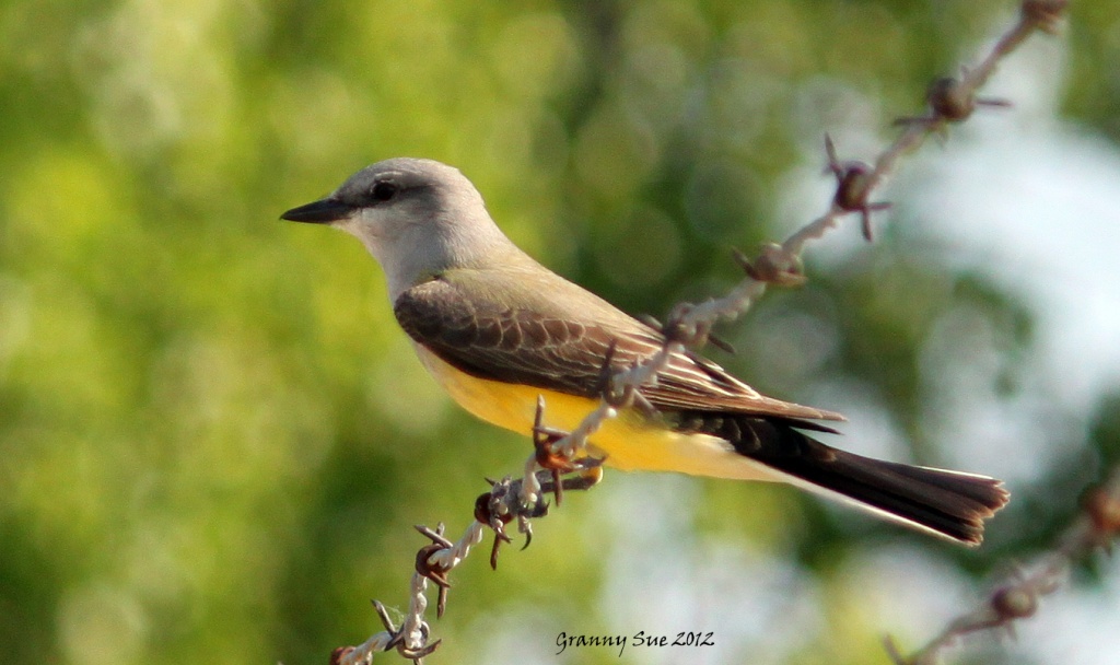 Couch's Kingbird by grannysue