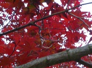 6th May 2012 - Red Leaves