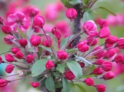 5th May 2012 - Spring Buds