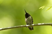 6th May 2012 - Another Hummer