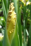 6th May 2012 - Iris unfolds