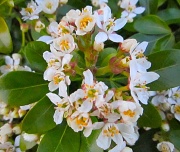 5th May 2012 - Mexican Orange Blossom