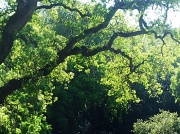 7th May 2012 - oak trees in Morgan Hill