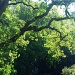 oak trees in Morgan Hill by handmade