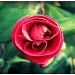 Camellia Bud by melinareyes