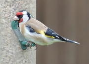 7th May 2012 - Goldfinch on May Day