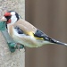 Goldfinch on May Day by rosiekind