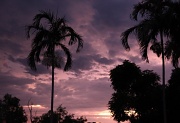 7th May 2012 - Sunset and palm trees - just says tropics for me