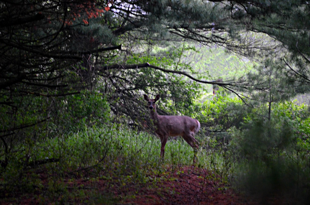 doe a deer - Camera Settings Challenge by myhrhelper