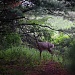 doe a deer - Camera Settings Challenge by myhrhelper