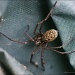 7.5.12 Spider by stoat