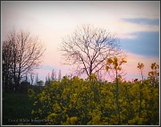 7th May 2012 - Rape Field After Sunset