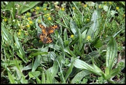 6th May 2012 - Colourful Moths