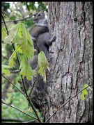 6th May 2012 - PushMe-PullU Squirrel
