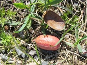 2nd May 2012 - Acorn with a root IMG_6120