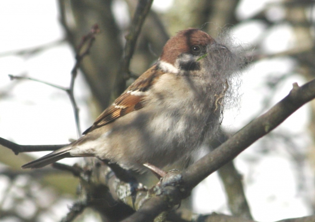 Eurasian Tree Sparrow with a beard IMG_2806 by annelis