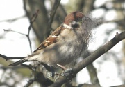 3rd May 2012 - Eurasian Tree Sparrow with a beard IMG_2806