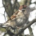 Eurasian Tree Sparrow with a beard IMG_2806 by annelis