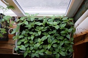 9th Apr 2012 - seedling