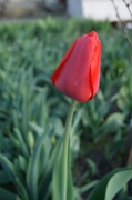 24th Apr 2012 - тюльпан