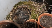 7th May 2012 - Outgrowing the nest
