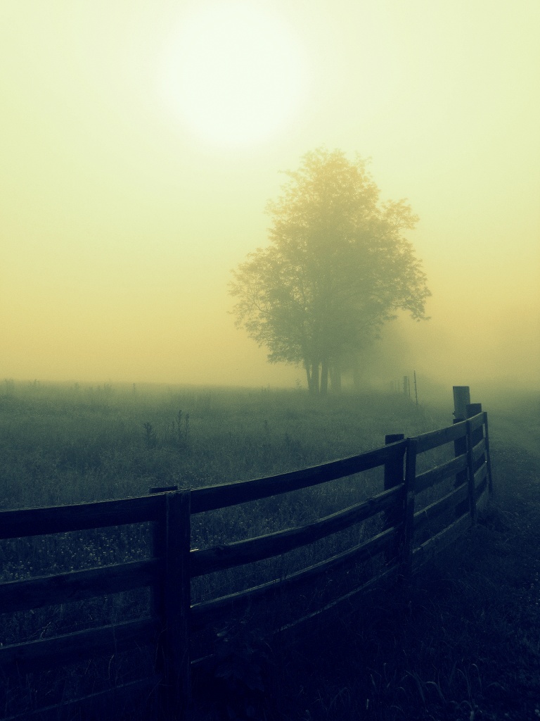 Morning Fog by cindymc