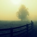 Morning Fog by cindymc