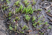 7th Apr 2012 - первой травы