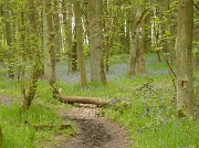 7th May 2012 - Bluebell Wood