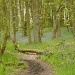 Bluebell Wood by clairecrossley