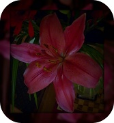 7th May 2012 - red lily