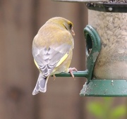 7th May 2012 - Female greenfinch (I think)