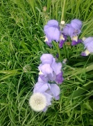 7th May 2012 - FLOWERS OF SPRING