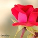 The Rose by cdonohoue
