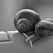 Day 42 Snails  by baal