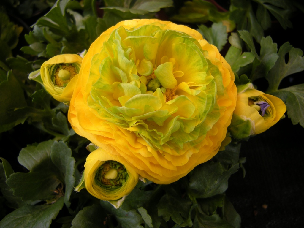 Once more a Ranunculus by pyrrhula