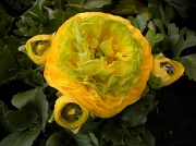 8th May 2012 - Once more a Ranunculus