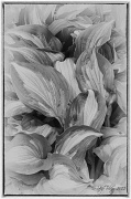 7th May 2012 - Hosta Leaves