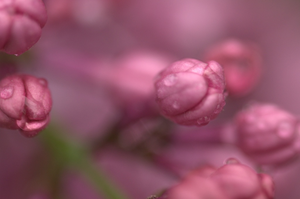 Lilacs in the Rain by jayberg