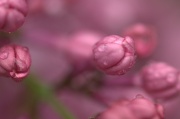 8th May 2012 - Lilacs in the Rain