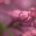 Lilacs in the Rain by jayberg