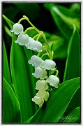 7th May 2012 - Lilies of the Valley