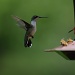 Hummingbird by lstasel